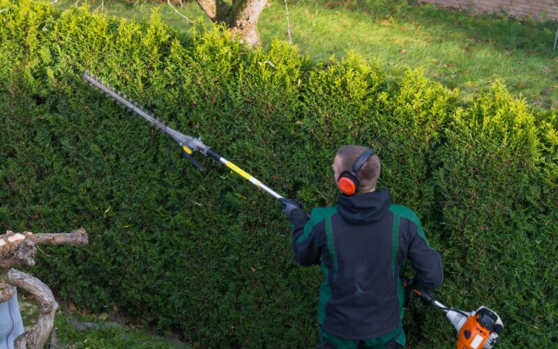 hovenier is bezig met de heg snoeien.