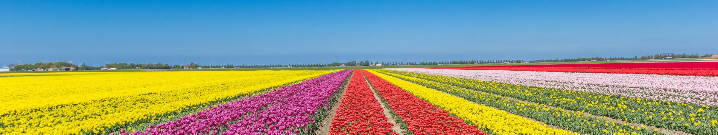 bloembollenteelt in de bollenstreek.