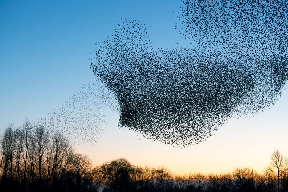 In Geldermalsen heb je grote vogelgroepen in de lucht.