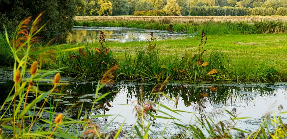 De groene natuur van Altena.